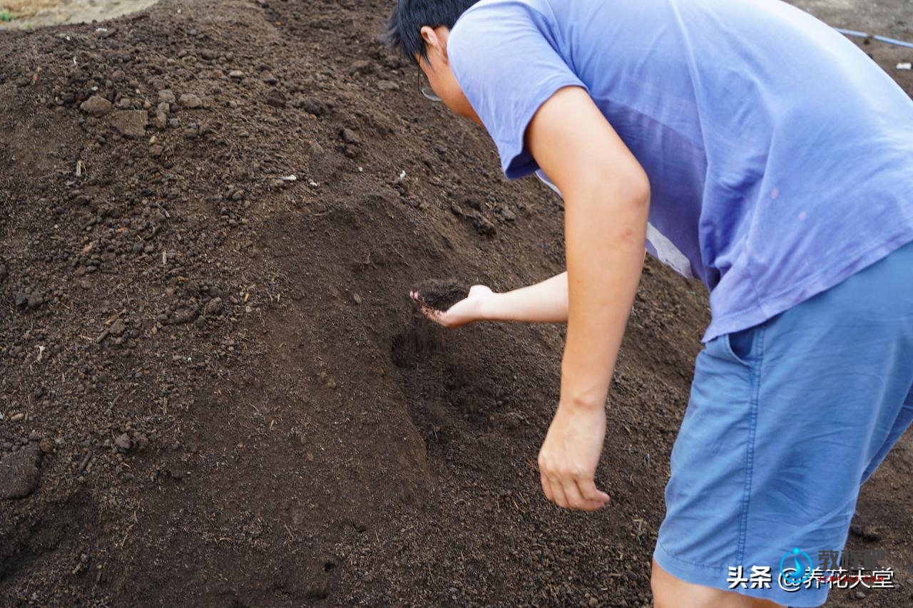 如果你想用发酵羊粪养花种菜，请先了解这6个问题