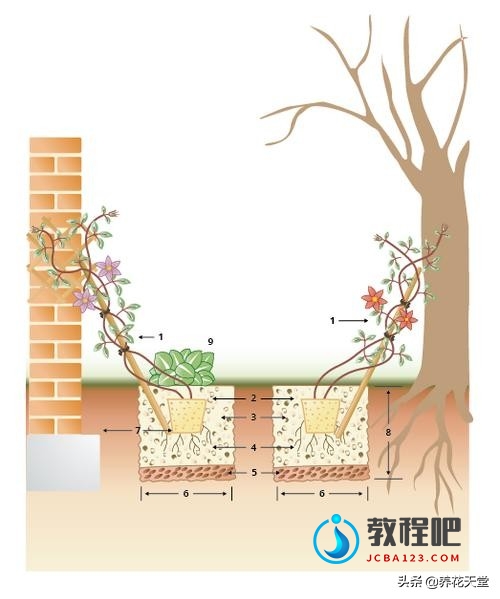 四年铁线莲种植经验，17个建议让你从不懂到入门，至少别养死